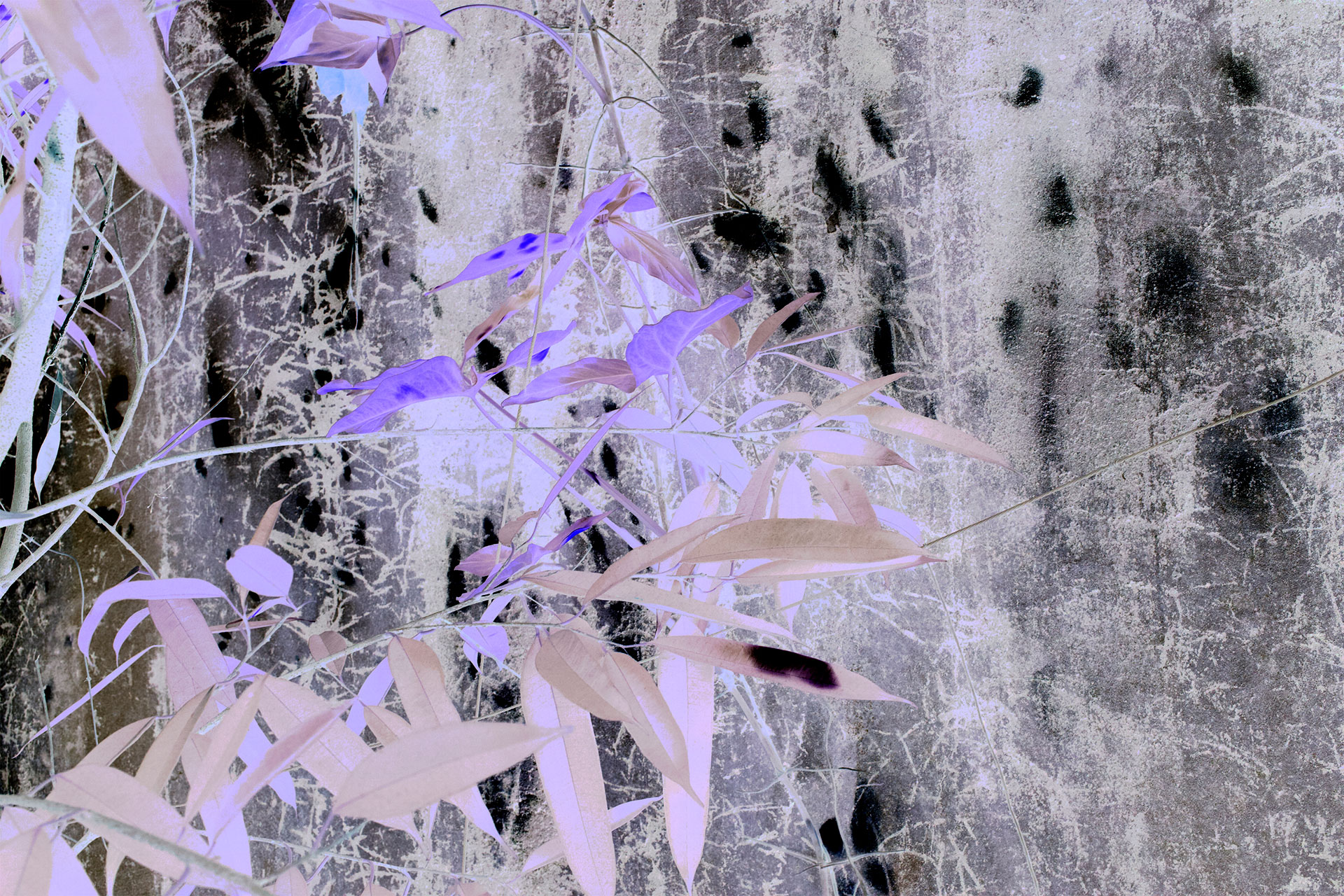 Vegetation